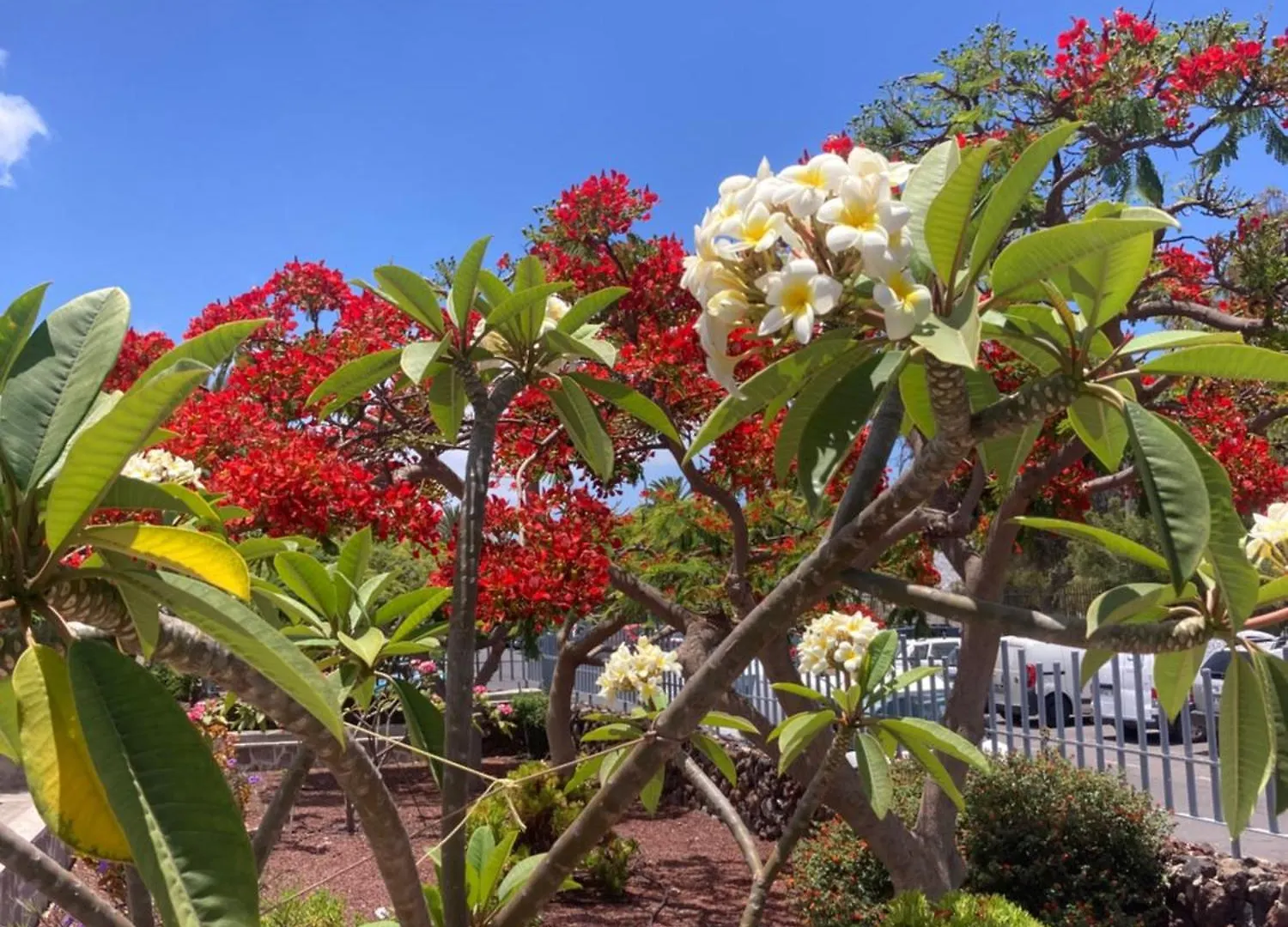 Casa M&M, Relax, Big Terrace, Swimming Pool Daire Arona  Arona (Tenerife)